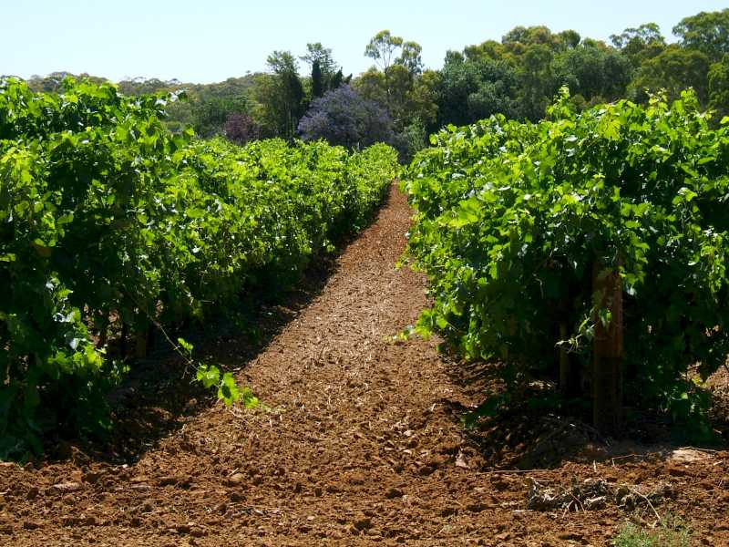 weinstoecke im barossa valley