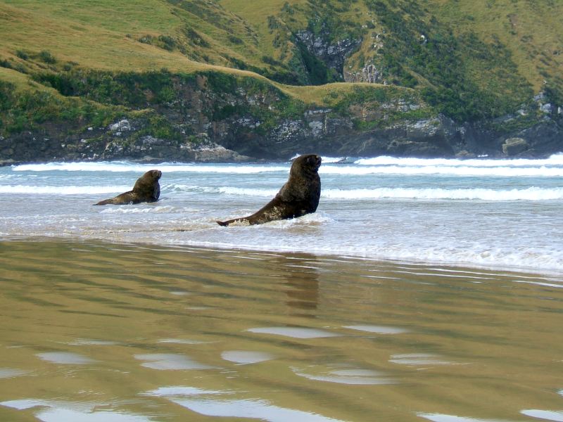 sea lions - cannibal bay