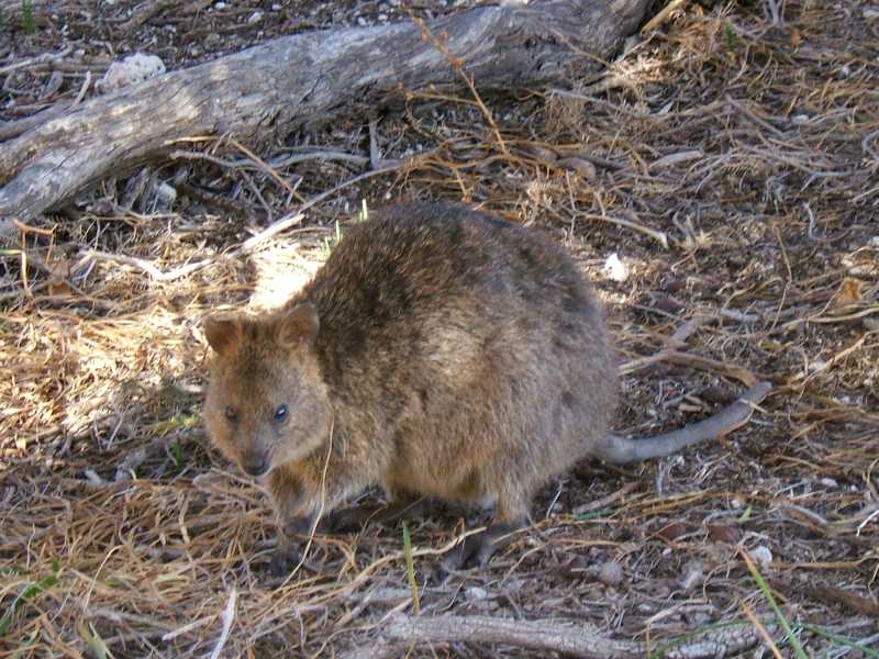 quokka auf rottnest island