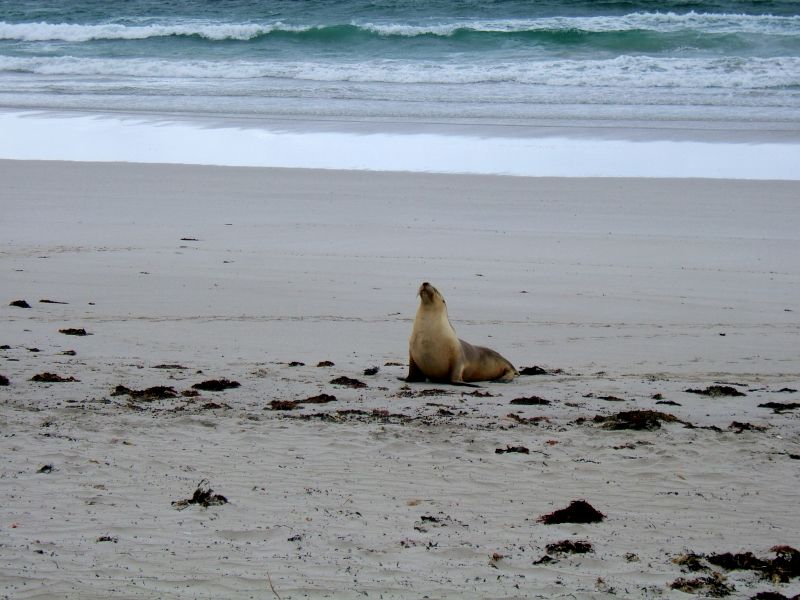 sea lions