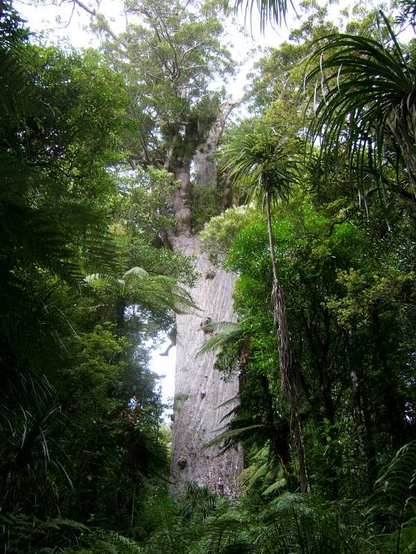 tane mahuta