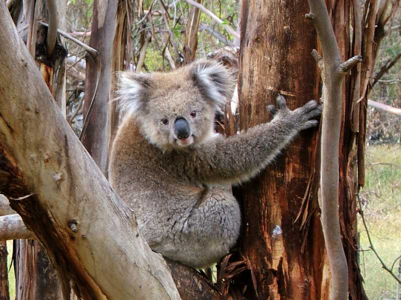 koala