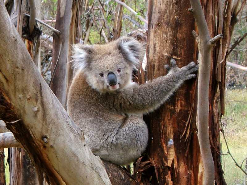 koala 