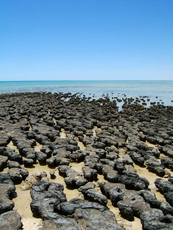 stromatolithen