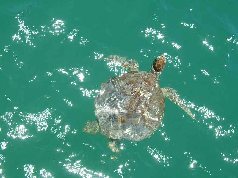 greenhead turtle