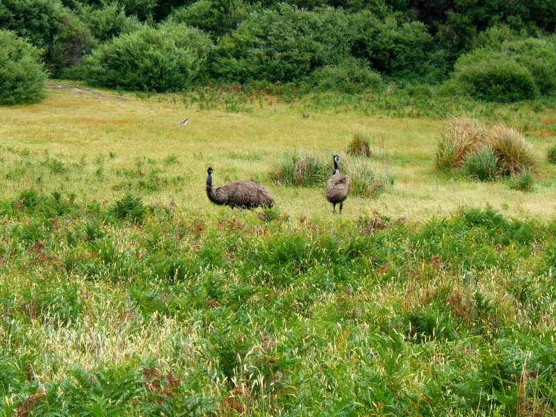 emus